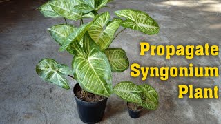 How to Propagate Syngonium or Arrowhead Plant  Grow Syngonium Plant with Update [upl. by Lawford372]