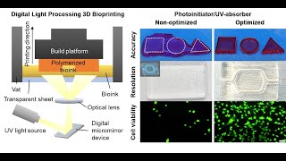 Combinations of photoinitiators and UV absorber for cellbased DLP bioprinting [upl. by Aliet93]