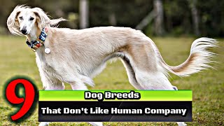 Dog Breeds That Dont Like Human Company [upl. by Dolores]