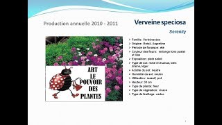 Verveine speciosa Serenity plante vivace [upl. by Arjan]