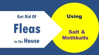 Get Rid Of Fleas In The House With Salt amp Mothballs [upl. by Ashelman126]