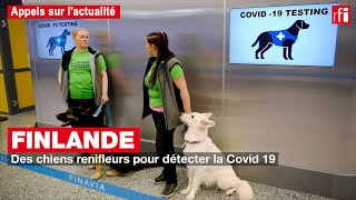 Finlande  des chiens renifleurs pour détecter la Covid19 [upl. by Zed]