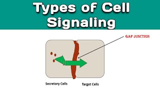 Types of Cell Signaling  Cell Signal amp Types  Different Mechanisms of Cell Signaling [upl. by Trueblood]