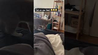 Ohno cat on our bed shortvideo life cat [upl. by Maddock987]