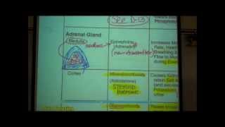 ANATOMY ENDOCRINE SYSTEM by Professor Fink [upl. by Dionne]