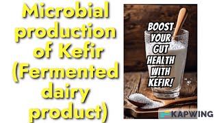 Microbial production of kefir I Kefir production I Fermented milk product I Turkish fermented milk I [upl. by Ahsieit]