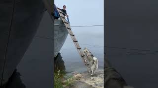 200 IQ Husky Climbs Ladder To Board Boat [upl. by Latrena205]