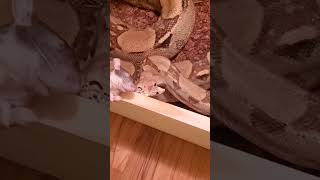 Reptile Room Tour 🐍 🐍 🐍 [upl. by Iren]