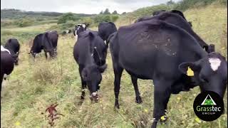 Organic LIC Bred Autumn BullingServed Heifers  UK [upl. by Kornher]