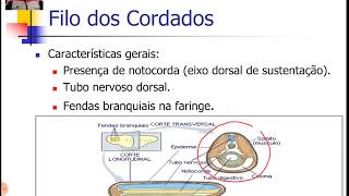 Cordados 1  Características Gerais e Filogenia [upl. by Pris]