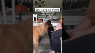 Service Dog task training in action [upl. by Iverson]