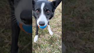 Border Collies playing in the playground [upl. by Nylkoorb]