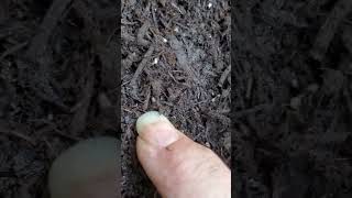 Backyard bug hunt  termites in mulch [upl. by Keelia]