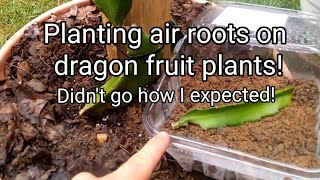 PLANTING AIR ROOTS ON DRAGON FRUIT PLANTS  THE EASIEST WAY TO GET MORE PLANTS [upl. by Weingartner]