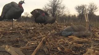 Full Turkey decap using Magnus Bullheads and Dave Smith Decoys [upl. by Vaas]