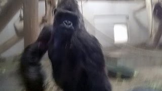 Angry Silverback Gorilla attacks glass [upl. by Helprin]