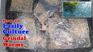 How To Easily Culture Grindal Worms  Unlimited Live Food for Fish [upl. by Midas]