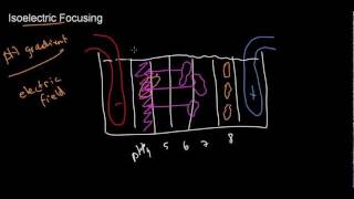 lecture 29 part 3 Electrophoresis  isoelectric focusing [upl. by Aemat]