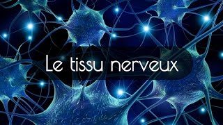 tissu nerveux [upl. by Mordy]