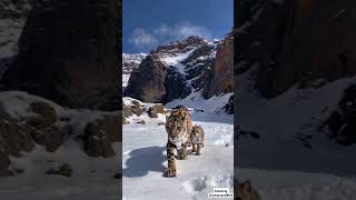 Mountain Snow Leopard Walking with Adorable Cubs in the Wild  Majestic Wildlife Encounter [upl. by Sadiras]