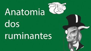 9  Anatomia dos ruminantes [upl. by Enaitsirk]