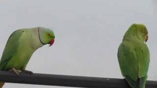 Funny Rose ringed parakeet [upl. by Winther591]