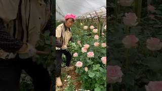 Chinese rose pruning process [upl. by Eilak]