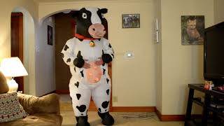 Inflatable Cow Costume [upl. by Serolod]