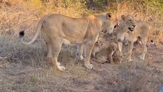 Monwana Breakaway Lionesses and cubs Reuniting  11 May 2024 [upl. by Kazim519]