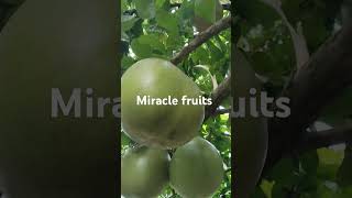 Its a miracle fruits🫰 fruit agriculture nature everyone viewsviralvideosubscribersgrow [upl. by Kroll425]