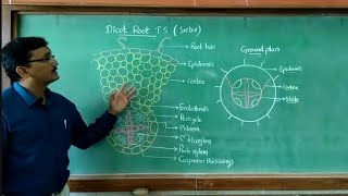 Internal structure of dicot root in detail  NEETAIIMS [upl. by Ase]