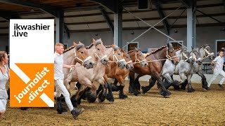 Viering 100 jaar PAKOV  OostVlaamse fokkers Belgisch Trekpaard in De Strohoeve in WortegemPetegem [upl. by Diena619]