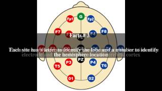 1020 system EEG Top  6 Facts [upl. by Riddle735]