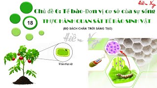 BÀI 18 THỰC HÀNH QUAN SÁT TẾ BÀO SINH VẬT  KHOA HỌC TỰ NHIÊN 6  CHÂN TRỜI SÁNG TẠO [upl. by Htbazile]