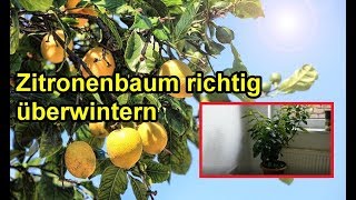 Zitronenbaum richtig überwintern – Wo wann amp wie – Alles zur Überwinterung der Zitrone [upl. by Concepcion]