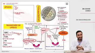 VILLAMEDIC  Fisiología endocrina Metabolismo lipídico [upl. by Ahseiyk]