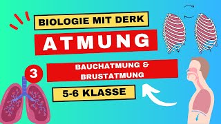 Atmung  3  Bauchatmung amp Brustatmung  5 amp 6 Klasse [upl. by Barret259]