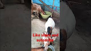 Goat Farming 🐐 🤑 goatfarming goatfarm goatlovers goats music nature shorts ytshorts [upl. by Asikal]