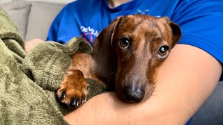 Mini dachshund picks dad up from work [upl. by Bernardine]