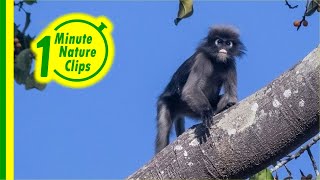 Dusky leaf monkey  An Endangered Primate in Thailand Kaeng Krachan National Park [upl. by Annabel]