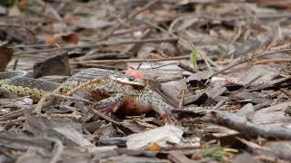 Garter Snake Attacking Frog Part 7 [upl. by Anned545]