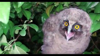 PTICA SOVA ZVUK SOVE OWL SONG [upl. by Moises]