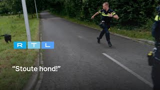 Ewout Genemans en agenten slaan op de vlucht voor agressieve rottweiler  Bureau Maastricht [upl. by Alhak]