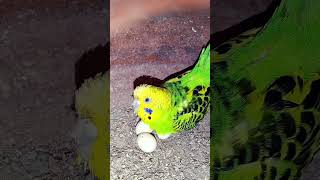 Bodri Bird breedingshortstrendingviralvideoperrot birdscomedy funnydogfish birdbreeding28 [upl. by Teahan]