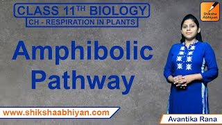 Amphibolic Pathway  Respiration in Plants  CBSE Class 11 Biology [upl. by Kantos937]