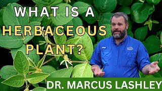 What is a herbaceous plant [upl. by Gnehc]