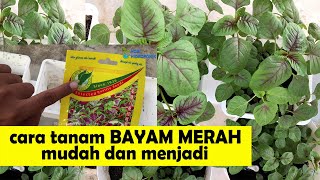 cara tanam bayam merah  tanam dalam pasu hydropot [upl. by Eednar]