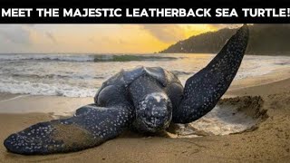 How Leatherback Sea Turtles Dominate the Deep A Journey into the Worlds Largest Reptile [upl. by Ainafetse]