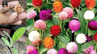 Gomphrena Flower Plant Seeds Germination  Gomphrena Globosa Globe Amaranth Cutting Planting [upl. by Hauge831]