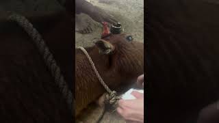 👇video pain help treatment cow cowshed dressing animalwelfare accidental [upl. by Leid128]